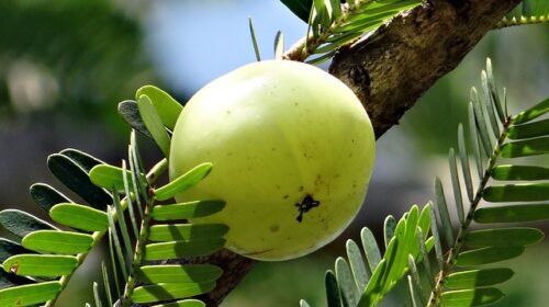 amala awala avala