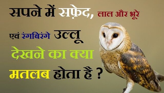 सपने में उल्लू दिखाई देने का मतलब बताये ! स्वप्न में रंगीन उल्लू देखने का अर्थ जाने ! colorful owl in dream meaning in hindi