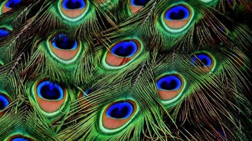 peacock- more pankh