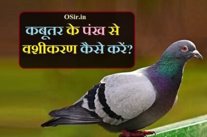 कबूतर के पंख से प्रचंड वशीकरण कैसे करें ? मंत्र टोटका और उपाय How to vashikaran by pigeon feathers in hindi ?