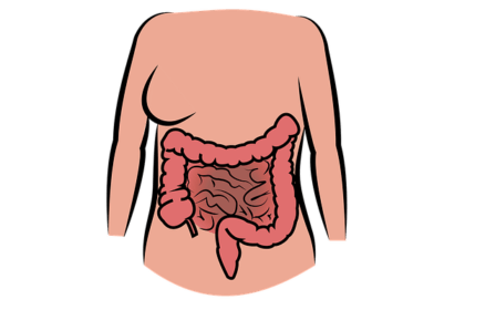 intestine-Digestive system