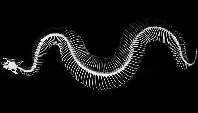 snake bone