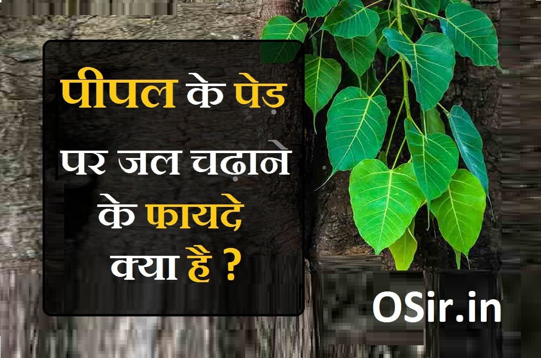 पीपल पर जल चढ़ाने के फायदे क्या है ? Pipal ke ped ki puja कैसे करे