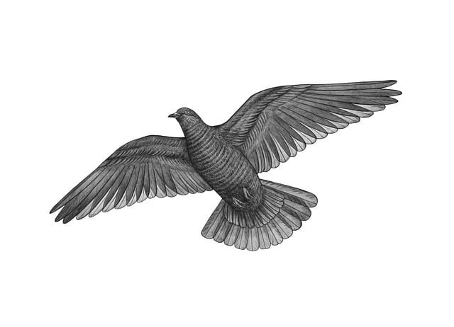 black pigeon kabutar kala kabutar 