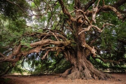 acacia tree babul बबूल