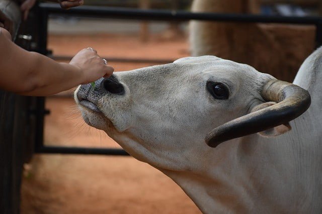feed the cow