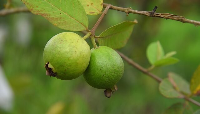 guava amrud