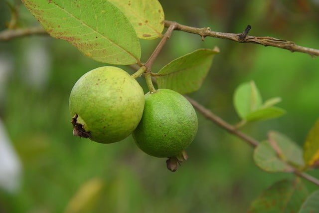 guava amrud