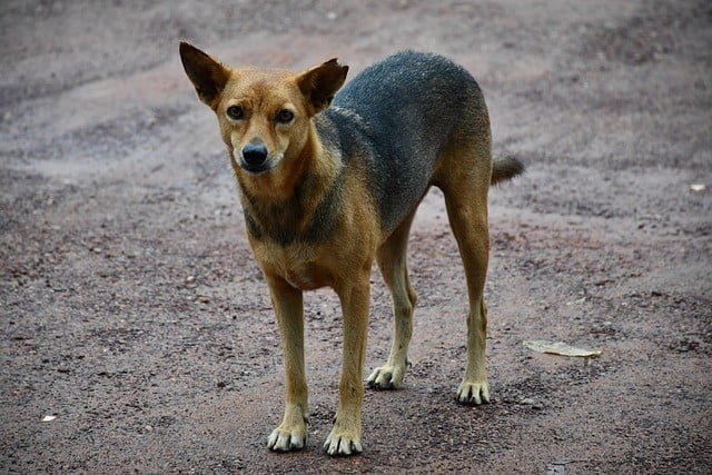 dog