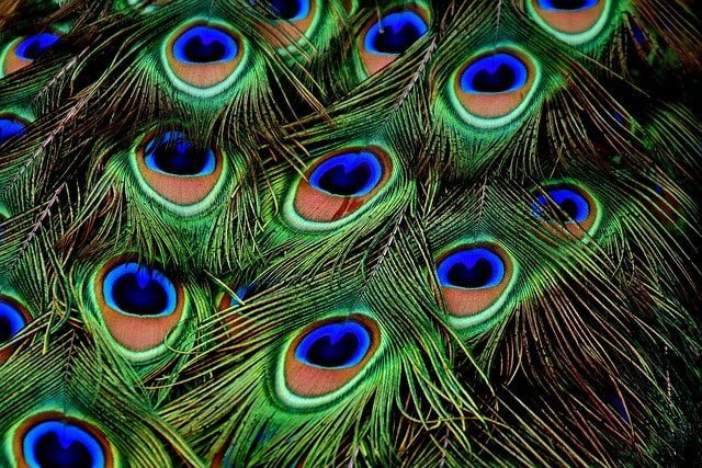 peacock-feathers-मोर का पंख