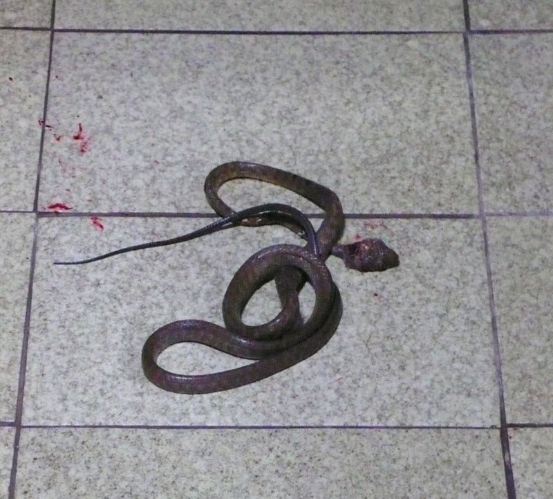  dead snake