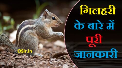 गिलहरी का घर में आना शुभ या अशुभ गिलहरी की उम्र कितनी होती है, गिलहरी को इंग्लिश में क्या बोला जाता है, gilhari ka marna shubh ya ashubh, gilhari palna shubh ya ashubh