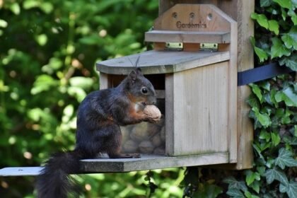 squirrel गिलहरी