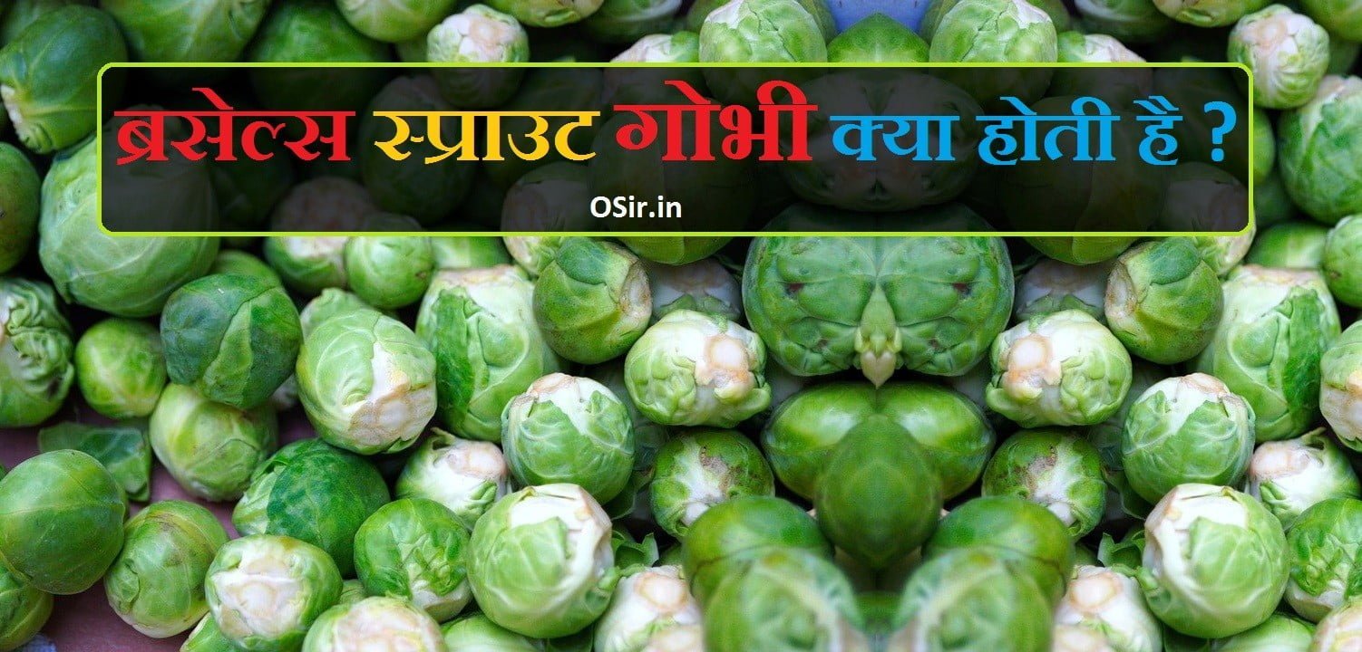 brussels sprout gobhi kya