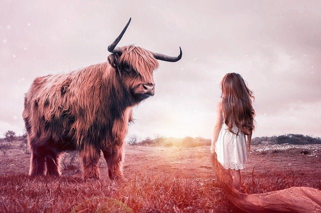 cow