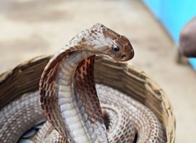 fan snake