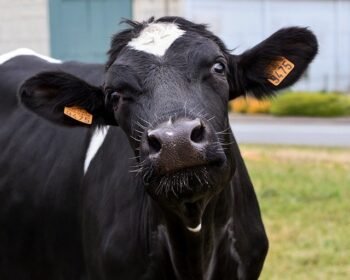 cow