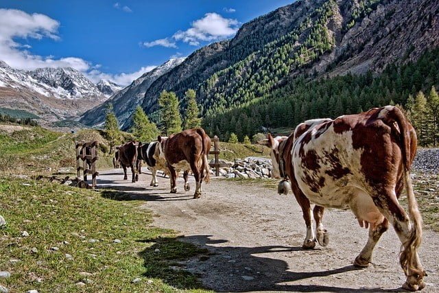 cow