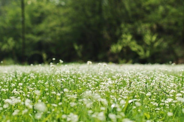 grass-