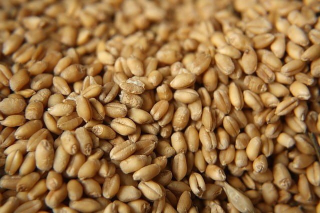 seed-wheat-