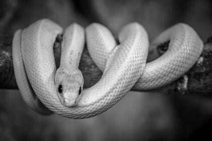 white snake