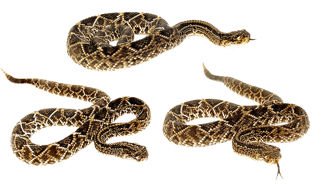 more snakes