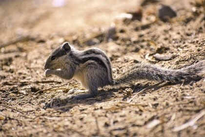 squirrel गिलहरी