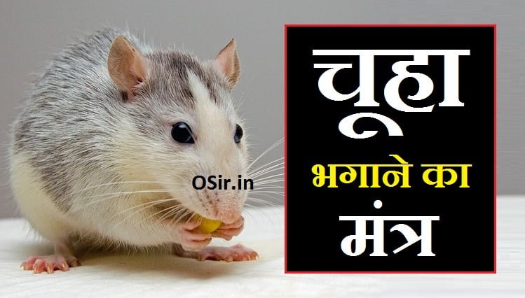 rat-mouse चूहा