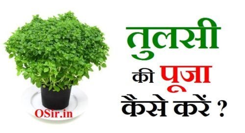 तुलसी की पूजा कैसे करें : सुख समृद्धि हेतु तुलसी जी कि पूजा विधी और आरती