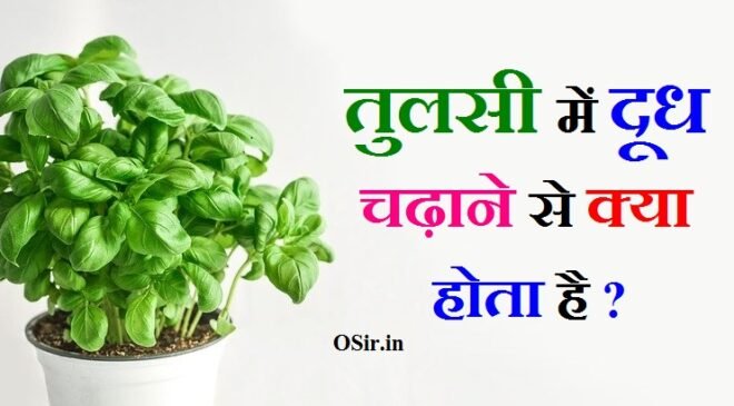 तुलसी में दूध चढ़ाने से क्या होता है तुलसी पूजन का मंत्र तुलसी की पूजा कैसे करें tulsi me dudh dalna tulsi ki puja kaise kare batao