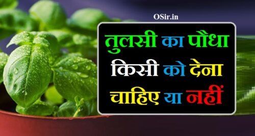 क्या तुलसी का पौधा किसी को देना चाहिए या नहीं ? फायदा या नुकसान | Tulsi ka paudha kisi ko dena chahiye ya nahi ?