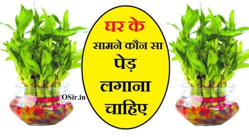 घर के सामने कौन सा पेड़ लगाना चाहिए : सम्मान,सुख,समृद्धि,धन लाभ,भाग्यवान | Ghar par kaun sa ped lagana chahiye