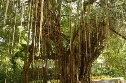 banyan tree