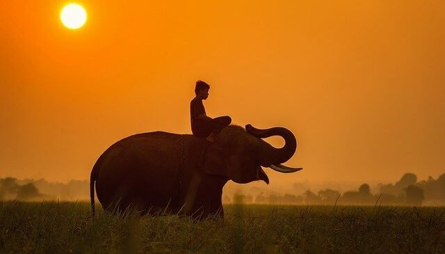 elephant