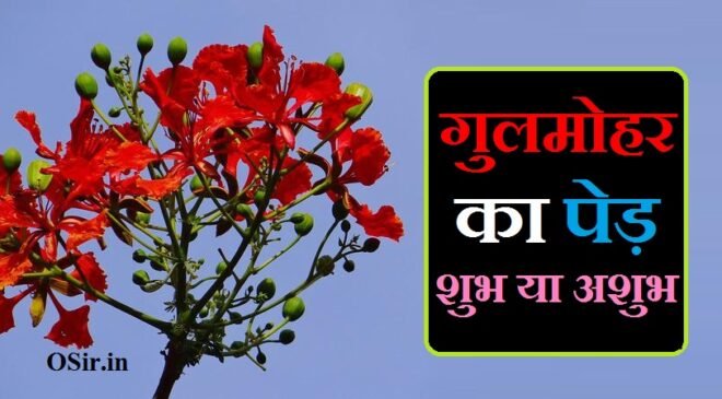 गुलमोहर के नुकसान, गुलमोहर का पेड़ कैसे लगाएं, गुलमोहर का पेड़ किस दिशा में लगाना चाहिए, गुलमोहर का फल, गुलमोहर के बीज, गुलमोहर का पेड़ कैसा होता है, गुलमोहर कविता, गुलमोहर का पेड़ शुभ या अशुभ, gulmohar ka ped, gulmohar ka paudha, gulmohar ka ped in hindi, gulmohar ka ped kaisa hota hai, jamun ka ped shubh ya ashubh, gulmohar ka jhad, nimbu ka ped shubh hai ya ashubh, gulmohar ka ped dikhaiye, gulmohar ka ped poem, gulmohar ka ped kaise lagaye, gulmohar ka ped kaise hota hai, gulmohar ka ped dikhao, gulmohar tree details, gulmohar ped ke fayde, jaadui gulmohar ka ped, gulmohar ka ped kis kaam mein aata hai, gulmohar ka ped kaise lagaen, bargad ke ped ka fal, गुलमोहर का पेड़ शुभ या अशुभ, गुलमोहर का पेड़ किस दिशा में लगाना चाहिए, गुलमोहर के नुकसान, गुलमोहर के फायदे, नीला गुलमोहर, गुलमोहर का फल, गुलमोहर का पेड़ कैसे लगाएं, कदम का पेड़ किस दिशा में लगाना चाहिए, शमी का पौधा किस दिशा में लगाना चाहिए, बरगद का पेड़ घर में लगाना चाहिए कि नहीं, पारिजात का पौधा किस दिशा में लगाना चाहिए, अशोक का पेड़ किस दिशा में लगाना चाहिए, बरगद का पेड़ कब लगाना चाहिए, तुलसी का पौधा किस दिशा में लगाना चाहिए, गुलमोहर का पेड़ शुभ या अशुभ, गुलमोहर का पेड़ किस दिशा में लगाना चाहिए, गुलमोहर के नुकसान, गुलमोहर घर में लगाना चाहिए, रातरानी का पौधा घर के किस दिशा में लगाना चाहिए, gulmohar ka ped kaise lagaye, gulmohar ka ped kaisa hota hai, gulmohar ka ped dikhao, gulmohar ka ped, safeda ka ped kaise lagaye, gulmohar ka ped in hindi, गुलमोहर का पेड़ किस दिशा में लगाना चाहिए, गुलमोहर के नुकसान, hajmola ke nuksan, हाजमोला के नुकसान, राजमा के नुकसान, hajmola ke fayde aur nuksan, hajmola how to use, hajmola near me, hajmola ke fayde in hindi, hajmola khane ke nuksan, hajmola ke fayde, jyada hajmola khane ke nuksan, gulmohar ka ped kaisa hota hai, gulmohar ka ped kaise lagaye, gulmohar ka ped, gulmohar ka paudha, gulmohar ka ped dikhao, gulmohar ka ped in hindi, गुलमोहर का पेड़ कैसा होता है, garud ka ped kaisa hota hai, safeda ka ped kaisa hota hai, august ka ped kaisa hota hai, gulmohar ka podha, गुलमोहर का पेड़ कैसे लगाएं, safeda ka ped kaise lagaye, gulmohar ka ped kaise lagaen, money plant ka ped kaise lagaen, gulmohar ka ped story, mobile ka password kaise jane, गुलमोहर के पेड़, गुलमोहर के फूल के फायदे, गुलमोहर का फूल कैसा होता है, गुलमोहर के नुकसान, गुलमोहर के बीज, गुलमोहर का वानस्पतिक नाम, गुलमोहर का पेड़ शुभ या अशुभ, गुलमोहर का अर्थ, गुलमोहर के नुकसान, गुलमोहर का पेड़ घर में लगाना चाहिए, गुलमोहर के फूल के फायदे, गुलमोहर के बीज, गुलमोहर का फल, गुलमोहर का पौधा कैसे लगाएं, गुलमोहर का पेड़ किस दिशा में लगाना चाहिएhajmola ke fayde aur nuksan, राजमा के फायदे और नुकसान, हाजमोला खाने के फायदे और नुकसान, राजमा खाने के फायदे और नुकसान, inhaler ke fayde aur nuksan, nebulizer ke fayde aur nuksan, junk food ke fayde aur nuksan, hajmola khane ke fayde aur nuksan, hajmola ke fayde in hindi, hajmola ke nuksan, hajmola ke fayde, amla ka murabba ke fayde aur nuksan, yoga ke fayde aur nuksan, melamet ke fayde aur nuksan, राजमा के फायदे नुकसान, राजमा के फायदे व नुकसान, rajma ke fayde aur nuksan, rajma khane ke fayde aur nuksan, rajma ke nuksan, rajma ke fayde in hindi, rajma ke fayde hindi me, hajmola khane ke nuksan, hajmola khane ke fayde, hajmola khane ke fayde in hindi, ,