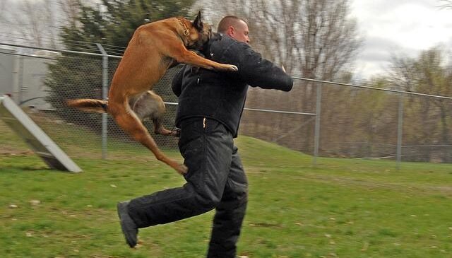 dog attack