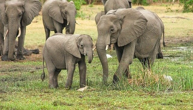 elephant