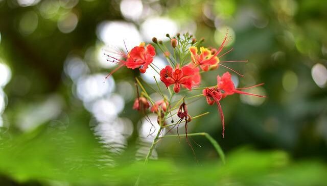 gulmohar