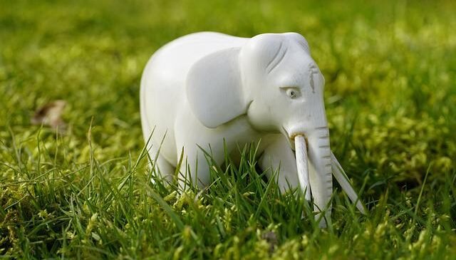 white elephant