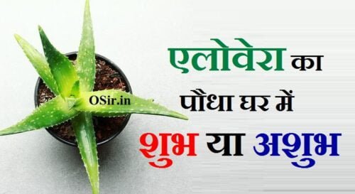 एलोवेरा का पौधा घर में शुभ या अशुभ : धन की प्राप्ति और किस्मत चमकाएं | aloe vera ghar me shubh ya ashubh