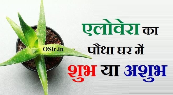 एलोवेरा का पौधा घर में शुभ या अशुभ, एलोवेरा का पौधा घर में लगाना शुभ या अशुभ, एलोवेरा का पौधा घर में लगाना शुभ है या अशुभ, एलोवेरा का पौधा किस दिशा में लगाना चाहिए, एलोवेरा का पौधा घर में लगाना शुभ है या अशुभ, aloe vera kis disha mein lagaye, aloe vera ka podha ghar me lagana chahiye ya nahi, aloe vera ka podha ghar me lagana chahiye ya nahi, aloe vera ghar mein lagane se kya hota hai, aloe vera ka podha ghar me lagana chahiye ya nahi, aloe vera ka ped ghar mein lagana chahiye ya nahi, aloe vera ka ped ghar mein lagana chahiye ki nahin, aloevera ka paudha ghar mein lagana chahiye ya nahin, aloe vera ghar me lagana chahiye ya nahi, aloe vera ka podha ghar me lagana chahiye ya nahi, aloe vera ghar me lagana chahiye, ghar mein aloe vera lagana chahie ya nahin, aloe vera ghar mein laga sakte hain, गिलोय का पौधा घर में लगाना शुभ है या अशुभ, नींबू का पौधा घर में शुभ या अशुभ, मेहंदी का पौधा घर में लगाना चाहिए या नहीं, घर में मिर्च का पेड़ शुभ या अशुभ, मरवा का पौधा घर में लगाना चाहिए या नहीं, एलोवेरा का उपयोग, एलोवेरा का उपयोग कैसे करें, एलोवेरा का उपयोग करता है, एलोवेरा का उपयोग बताएं, एलोवेरा का उपयोग वीडियो, एलोवेरा का उपयोग इन हिंदी, एलोवेरा का चेहरे पर उपयोग, एलोवेरा के फूल का उपयोग, हल्दी और एलोवेरा का उपयोग, aloevera ka upyog bataiye, aloevera ka upyog, aloevera ka upyog kaise karen, एलोवेरा का चेहरे पर उपयोग, एलोवेरा का उपयोग कैसे करें, एलोवेरा के फायदे Hair, एलोवेरा जेल के फायदे, एलोवेरा जूस के फायदे, शुगर में एलोवेरा के फायदे, एलोवेरा के फायदे और नुकसान, एलोवेरा की तासीर ठंडी या गर्म, एलोवेरा के फायदे, एलोवेरा के फायदे Hair, नीम और एलोवेरा के फायदे, गिलोय और एलोवेरा के फायदे, एलोवेरा के फायदे for skin, एलोवेरा जूस के फायदे, एलोवेरा जेल के फायदे, एलोवेरा के फायदे और नुकसान, एलोवेरा पौधा लगाने के फायदे, aloe vera gel lagane ke fayde aur nuksan, aloevera lagane ke kya fayde hain, एलोवेरा का पौधा घर में लगाना शुभ है या अशुभ, aloe vera lagane ke fayde in hindi, aloe vera lagane se kya fayda hota hai, aloe vera lagane se kya fayde hote hain, aloe vera lagane se kya fayda, aloe vera lagane se kya fayda hota hai, aloe vera lagane se kya fayda hota hai chehre per, aloe vera lagane se kya fayda hota hai bataiye, aloe vera gel lagane se kya fayda hota hai, aloe vera chehre par lagane se kya fayda hota hai, baal mein aloe vera lagane se kya fayda hota hai, aloe vera balo me lagane se kya fayda hota hai, ling par aloe vera lagane se kya fayda hota hai, aloevera bal mein lagane se kya fayda hota hai, aloe vera lagane se kya kya fayda hota hai, aloe vera lagane se kya fayda hota hai, aloe vera lagane se kya fayde hote hain, aloe vera lagane se kya fayda hai, aloe vera gel se kya kya fayda hota hai, aloe vera lagane se fayda, aloe vera lagane se kya, aloe vera gel lagane se kya hoga, aloe vera lagane se kya kya hota hai, aloe vera face par lagane se kya fayda hota hai, aloe vera gel lagane se fayda, aloe vera lagane se kya hota hai chehre per, aloe vera skin par lagane se kya hota hai, घर में जामुन का पेड़ शुभ या अशुभ, एलोवेरा का पौधा लगाने के नुकसान, एलोवेरा का पौधा घर में लगाना शुभ है या अशुभ, aloevera ka paudha dikhaiye, aloe vera ka plant lagane ka tarika, aloevera ka paudha kaisa hota hain, aloe vera ka plant lagane ka tarika, aloe vera ko lagane ka tarika, aloe vera gel lagane ka tarika bataiye, aloe vera ka plant lagane ka tarika, aloe vera lagane ka tarika chehre par, aloe vera ka plant kaise lagate hain, aloe vera ka plant kaise lagaen, aloe vera ka plant kaise lagaye, , , , , , , घर में शुभ-अशुभ पौधे,