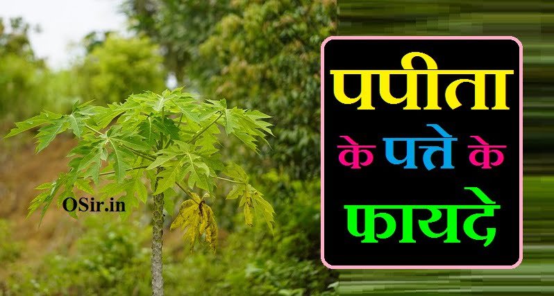 पपीता के पत्ते के फायदे और नुकसान, पपीता के पत्ते के नुकसान, पपीता के पत्ते का जूस कैसे बनाये, पपीते के पत्ते का जूस कितनी मात्रा में पीना चाहिए, पपीता के पत्ते का रस पतंजलि, पपीता के पत्ते की तासीर, पपीता के पत्ते का रस पतंजलि price, पपीते के पत्ते का जूस कब पीना चाहिए, पपीते का पत्ता कैसे पिए ?, papite ka patta ka juice, papita ka patta ka juice kaise banaye, papita ka patta kaisa hota hai, papita ki patti ka ras kaise banaye, papite ka paudha kaise lagaen, papita ka patta ka juice, papita ka ras kaise banaye, papita ka patta ka ras, papita ka patta ka juice peene se kya hota hai, papita ka patta ka juice peene se kya fayda hota hai, papita ka patta ka juice peene se kya fayda, papita ka patta ka juice pine ke fayde, पपीते का पत्ता का जूस, tej patta ka paudha, bidi ka patta ka ped, parijat ka paudha kahan milega, papita ke patte ka juice peene ke fayde, papita ke patte ka juice kaise banate hain, पपीते के पत्ते का जूस कितने दिन पीना चाहिए, papita ke patte ka juice kitne din pina chahie, papita ke patte ka juice kitna pina chahiye, papita ke patte ka juice kab pina chahiye, papita ke patte ka juice peene se kya hota hai, papita ke patte ka juice peene se kya fayda hai, पपीते के पत्ते का जूस कितनी मात्रा में पीना चाहिए, papite ka juice peene ke fayde, papita ke patte ka juice kaise banaen, papita ke patte ka juice peene ke fayde, papita ke patte ka juice kitne din tak pina chahie, papita ke patte ka juice kaise banate hain, पपीता के पत्ते का जूस पीने से क्या होता है, papita ke patte ka juice peene se kya fayda hota hai, papita ka juice peene se kya hota hai, पपीते के पत्ते का रस कितनी मात्रा में पीना चाहिए, papite ka ras, papita ka juice peene ke fayde, khali pet papita ka juice peene ke fayde, पपीते का जूस पीने के फायदे, apple ka juice peene ke fayde, bil ka juice ke fayde in hindi, papita ka juice peene se kya fayda, papita ka juice pine ke fayde, papite ka juice ke fayde, papita ka juice ke fayde in hindi, papita ke patte ka upyog, papita ke patte ka fayda bataiye, papita ke patte ka fayda batao, papita ke patte ke nuksan, papita ke patte ka fayda, papita ke patte kaise hote hain, papita ke patte ke fayde in hindi, papita ke patte ka upyog bataiye, पपीता के पत्ते के जूस पीने के फायदे, पपीता के पत्ते का जूस पीने के फायदे, पपीते के पत्ते के जूस पीने के फायदे, पपीते के पत्ते में कौन सा विटामिन पाया जाता है ?, papita mein kaun kaun sa vitamin paya jata hai, papita mein kaun sa vitamin paya jata hai, papita mein kaun kaun se vitamin paye jaate hain, papita mein kaun si vitamin pai jaati hai, papaya mein kaun sa vitamin paya jata hai, papita mein kaun kaun se vitamin hote hain, papita mein kaun sa vitamin hota hai, पका पपीता में कौन सा विटामिन पाया जाता है, कच्चा पपीता में कौन सा विटामिन पाया जाता है, khira mein kaun sa vitamin paya jata hai, good mein kaun sa vitamin paya jata hai, balon mein kaun sa vitamin paya jata hai, papita me kaun sa vitamin paya jata hain, पपीते के पत्ते का जूस पीने के नुकसान क्या है ?, papita ke patte ka juice peene se kya hota hai, papita ke patte ka juice peene se kya fayda hai, papita ke patte ka juice peene se kya fayda hota hain, पपीते के पत्ते की तासीर कैसी होती है, पपीते के पत्ते का जूस कितनी मात्रा में पीना चाहिए, पपीता के पत्ते के जूस पीने के फायदे, पपीते के पत्ते का जूस खाली पेट पीना चाहिए, पपीता के पत्ते का जूस कैसे बनाये, पपीता के पत्ते का रस पतंजलि, पपीते के पत्ते का जूस कब पीना चाहिए, पपीता के जूस के नुकसान, , , , papita ke patte ka juice for dengue, papita ke patte ka juice ke fayde,