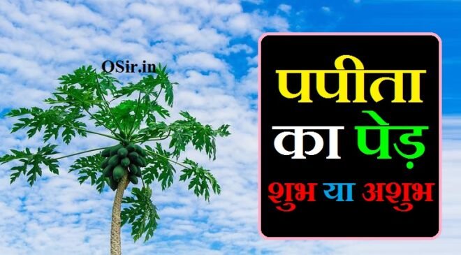 पपीता का पेड़ शुभ या अशुभ, पपीता का पेड़ घर में शुभ है या अशुभ, papita ka ped shubh ya ashubh, papita ka ped kaha lagana chahiye, papita ka ped ghar mein lagana chahiye, papita ka ped kaisa hota hai, papita ka ped kaha lagana chahiye, papita ka ped kaha lagana chahiye, papita ka ped lagane ka tarika, papita ka ped kaisa hota hai, papita ka ped shubh ya ashubh, papita ka ped kaise lagate hain, papita ka ped kaise lagaye, papita ka ped ghar mein lagana chahiye, papita ka ped lagane ka tarika, papita ka ped kaisa hota hai, sapne mein papita ka ped dekhna kaisa hota hain, papita ka ped kaha lagana chahiye, papita ka ped lagane ka tarika, papita ka ped kaisa hota hai, papita ka ped shubh ya ashubh, papita ka ped kaise lagate hain, papita ka ped kaise lagaye, papita ka ped ghar mein lagana chahiye, पपीते का पेड़ कैसा होता है, पपीता का पेड़ कैसा होता है, पपीता खाने से क्या होता है, पपीता का पेड़ कैसे लगाएं, पपीता का पौधा कहां मिलेगा, पपीता का पेड़ घर में शुभ है या अशुभ, पपीता में फल लगने की दवा, पका पपीता में कौन सा विटामिन पाया जाता है, पपीता खाने से क्या नुकसान होता है, पपीते का बीज कितने दिन में उगता है, kaddu ka ped kaisa hota hai, papita ka paudha kaisa hota hai, diesel ka ped kaisa hota hai, pani ka ped kaisa hota hai, papita ka ped kaisa hota hai, papita ka ped kaise lagate hain, papita ka ped kaise lagaye, papita ka ped kaise lagaya jata hai, papita ka ped kaise ugaye, papita ka ped kaise lagaen, pista ka ped kaisa hota hai, papita ka ped lagane ka tarika, पपीता का पेड़ लगाने का तरीका, पपीते का पेड़ लगाने का तरीका, पपीते का बीज कितने दिन में उगता है, पपीता का पेड़ घर में शुभ है या अशुभ, पपीता का पेड़ कैसे लगाएं, पपीता में फल लगने की दवा, पपीता का पौधा कहां मिलेगा, पपीता की नर्सरी किस महीने में तैयार करें, हाइब्रिड पपीता की खेती, पपीता का बीज कैसे तैयार करें, कदम का पेड़ घर में लगाना चाहिए या नहीं, जामुन का पेड़ घर में लगाना शुभ है या अशुभ, शमी का पेड़ घर में लगाना चाहिए, शहतूत का पेड़ घर में लगाना चाहिए, आम का पेड़ घर में लगाना शुभ है या अशुभ, सहजन का पेड़ घर में लगाना चाहिए या नहीं, घर में कौन सा पेड़ नहीं लगाना चाहिए, मीठी नीम का पेड़ किस दिशा में लगाना चाहिए, जामुन का पेड़ घर में लगाना शुभ है या अशुभ, आम का पेड़ घर में लगाना शुभ है या अशुभ, घर में मिर्च का पेड़ शुभ या अशुभ, शमी का पेड़ घर में लगाना चाहिए, कदम का पेड़ घर में लगाना चाहिए या नहीं, शहतूत का पेड़ घर में लगाना चाहिए, कटहल का पेड़ शुभ होता है या अशुभ, सहजन का पेड़ घर में लगाना चाहिए या नहीं, पपीता खाने के फायदे नुकसान, पपीता खाने के नुकसान, पका पपीता खाने के नुकसान, कच्चा पपीता खाने के फायदे, केला और पपीता खाने के फायदे, पपीता खाने का सही समय, पपीता खाने के बाद क्या नहीं खाना चाहिए, रात में पपीता खाने के फायदे, birthday ka card banane ka tarika, papita ka ped lagane ka tarika, papita ka ped kaise lagate hain, papita lagane ka tarika, papita ka ped kaise lagaya jata hai, papita ka ped kaise lagaye, papita ka ped kaise ugaye, papita lagane ki vidhi, पपीता का पेड़ कैसे उगाएं, papita ka ped kaise lagate hain, bel ka ped kaise ugaye, pipal ka ped kaise ugaye, papaya kaise ugaye, papita ka ped kaise lagaen, papita ka ped kaise ugaye, papita ka ped kaise lagaye, papita ka ped kaise lagaya jata hai, papita ka ped lagane ka tarika, , , , ,