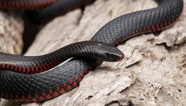 Snake