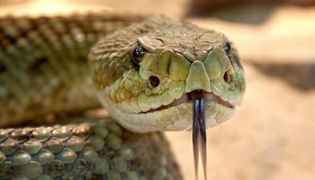 Snake