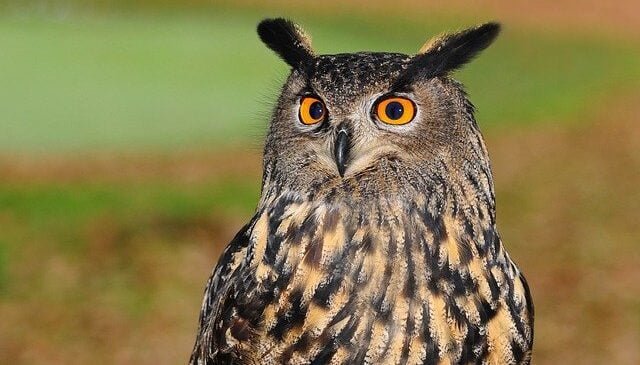 Owl