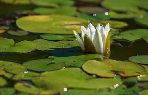 pond
