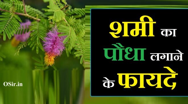 शमी का पौधा लगाने के फायदे : सुख-समृद्धि और परेशानीयों से मिलेगी मुक्ति | sami ka paudha lagane ke fayde 