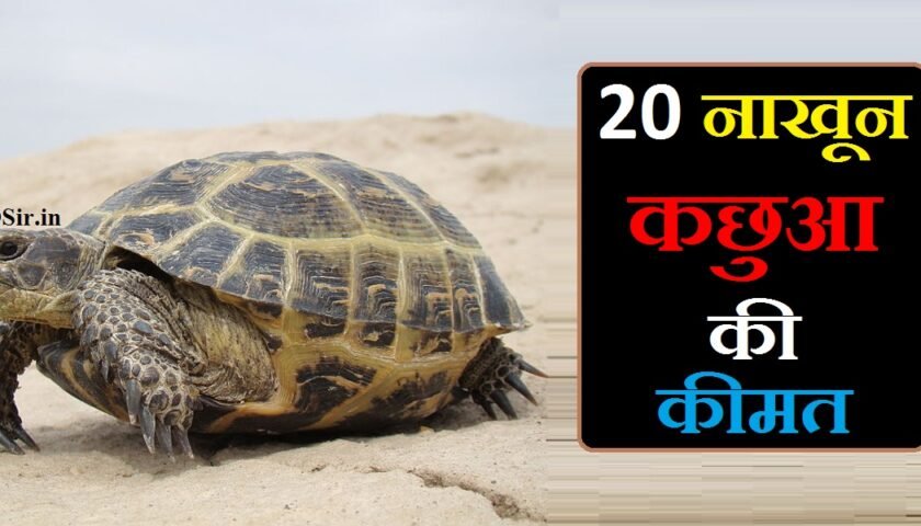 20 नाखून कछुआ की कीमत,, 20 नाखून वाला कछुआ की कीमत क्या है,, 20 नाखून का कछुआ की कीमत,, 20 नाखून वाला कछुआ की कीमत,, 20 nakhun ka kachua price,, 20 nakhun wala kachua ki kimat,, 20 nakhun wala kachua ka price,, 20 nakhun wala kachua price,, 20 nakhun kachua ki keemat,, 20 nakhun ka kachhua,, 20 नाखून के कछुए को घर में पालने से धन वृद्धि,, 20 nakhun ka kachua,, 20 nails wala kachua,, 20 nakhun wala kachhua,, 20 nakhun ka kachua kaha milega,, 20 nakhun wala kachua ki photo,, 20 नाखून का कछुआ,, 20 नाखून का कछुआ price,, 20 नाखून का कछुआ क्या काम आता है,, 20 नाखून का कछुआ कहां मिलेगा,, 20 नाखून का कछुआ से क्या होता है,, 20 nakhun wala kachua kaisa hota hai,, 20 nakhun wala kachua ke fayde,, 20 nakhun wala kachua se kya hota hai,, 20 नाखून का कछुआ क्या काम में आता है,, 20 tarikh ki kanya rashi,, 20 nakhun wala kachhua kaisa hota hai,, 20 panje wala kachua,, 20 nakhun wala kachua kis kaam aata hai,, 20 nakhun wala kachhua ki kimat,, 20 nakhun wala kachhua ki kimat kya hai,, 20 nakhun wala kachhua dikhaiye,, 20 nakhun wala kachhua ka rahasya,, 20 nakhun wala kachhua ka photo,, 20 nakhun wala kachhua ki price,, 20 examples of paronyms,, 20 pairs of paronyms,, 20 nakhun wala kachhua kis kam mein aata hai,, 20 नाखून वाला कछुआ का कीमत,, 20 nakhun wala kachhua ke bare mein bataiye,, 20 नाखून वाला कछुआ से क्या लाभ होता है,, 20 नाखून वाला कछुआ से क्या होता है,, 20 nakhun wala kachua,, 20 नाखून वाला कछुआ का,, 20 नाखून वाला कछुआ का क्या होता है,, 20 नाखून वाला कछुआ कहां बिकता है,, 20 नाखून वाला कछुआ कैसा होता है,, 20 नाखून वाला कछुआ कहां मिलता है,, 20 nakhun wala kachhua ki kya kimat hai,, 20 nakhun wala kachhua kahan milega,, 20 नाखून वाला कछुआ किस काम में आता है,, 20 नाखून वाला कछुआ के बारे में बताइए,, 20 nakhun wala kachhua ki pahchan,, 20 नाखून वाला कछुआ क्या काम आता है,, 20 nakhun wala kachhua se kya hota hai,, 20 नाखून वाला कछुआ की जानकारी,, 20 नाखून वाला कछुआ की,, 20 by 20 ke makan ka naksha,, 20 by 70 ka makan ka naksha,, 18 नाखून कछुआ की कीमत,, 18 नाखून वाला कछुआ की कीमत क्या है,, 18 नाखून वाले कछुए की कीमत,, 18 nakhun wala kachua ki kimat,, 18 nakhun ka kachhua,, 18 nakhun wala kachua,, 18 nakhun wala kachhua,, 18 nakhun wala kachhua kaisa hota hai,, 18 नाखून वाले कछुए की कीमत क्या है,, kachua 18 nakhun wala,, 12 nakhun wala kachua ki kimat,, कांच का कछुआ कहां रखना चाहिए,, kanch ka kachua kaha rakhna chahiye,, kanch ka kachua kaha rakhe,, kaanch ka kachua,, kanch ka kachua,, kanch ka kachhua,, kachua kaha rakhna chahiye,, kanch ka kachua rakhne ke fayde,, घर में पीतल का कछुआ रखने के फायदे,, pital ka kachhua,, pital ka kachua ke fayde,, pital ka kachua,, ghar mein kachhua rakhne se kya fayda,, ghar mein kachua rakhne ke fayde,, pital ka kachua price,, kachhua ghar mein rakhne ke fayde,, ghar mein kachhua,, pital ka kachua kaha rakhe,, ghar mein kachhua rakhne se kya fayda hai,, pital ka kachua kaha rakhna chahiye,, pital ka kachhua kahan rakhen,, पीतल का कछुआ कहाँ रखें,, पीतल का कछुआ कैसे रखें,, kansa and pital difference,, tama pital ka rate,, tambe ka kachua kaha rakhe,, chandi ka kachua kaha rakhe,, 10 din ka mausam ka purvanuman,, pital ka kalash price,, pital ka kada price,, lohe ka kada price,,