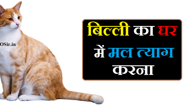 बिल्ली का घर में मल त्याग करना शुभ या अशुभ : संकट से मुक्ति या कुछ और? | Billi ka ghar me potty karna